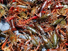龙虾苗价格 龙虾种苗 龙虾苗基地 龙虾种苗批发 批发龙虾种苗