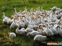 鹅雏-鹅雏孵化厂-皖西鹅雏基地