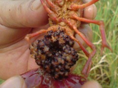 龙虾种苗基地 龙虾种苗 龙虾种苗价格 龙虾苗基地 龙虾苗价格