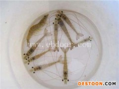 徐州龙虾养殖-龙虾养殖-金智祥潜江龙虾养殖技术(查看)