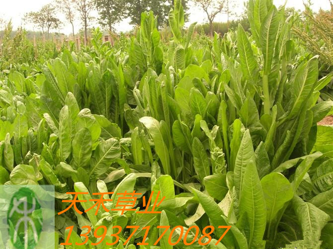 养鸡鸭鹅种什么牧草/大叶菊苣/菊苣草种子/多年生牧草种子