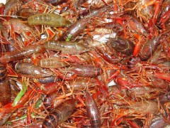 龙虾种苗批发 龙虾苗批发 龙虾苗价格 龙虾苗基地 龙虾苗批发