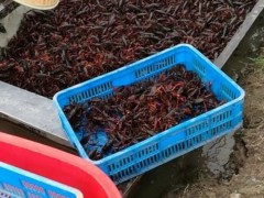 永丰 龙虾养殖 龙虾种苗 小龙虾苗 盱眙龙虾