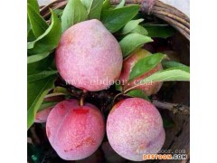 李子-果源农业—品种优良-李子哪个品种比较好