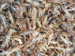 大型龙虾养殖基地 小龙虾 小龙虾养殖 龙虾养殖基地 淡水龙虾