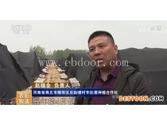 羊肚菌-鸿福羊肚菌栽培技术-食用菌羊肚菌