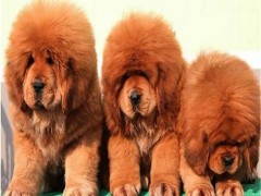 恒发 藏獒活体 狮王红色藏獒幼犬 宠物 厂家直销 狗狗活体 价格面议
