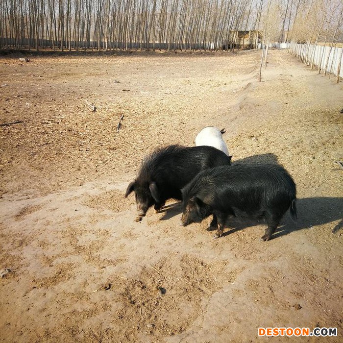 藏香猪  小黑猪 香猪养殖基地