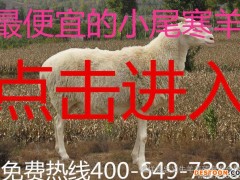 小尾寒羊种羊场  小尾寒羊价格