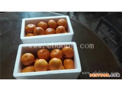 由良特早熟柑橘种苗-【岗峰农场】口碑好