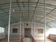 大棚养猪场_黑猪养殖大棚