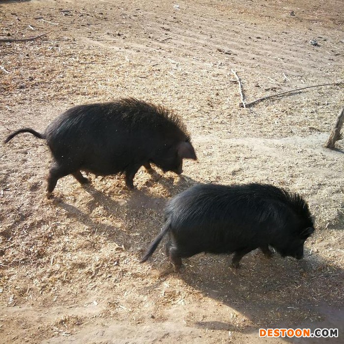 藏香猪  小黑猪 香猪批发
