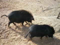 藏香猪  小黑猪 香猪批发