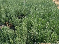 吉林薰衣草-来青州市晟唐花卉，买口碑好的薰衣草