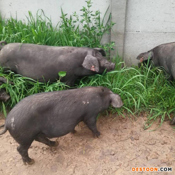 东北民猪 生态黑猪养殖基地