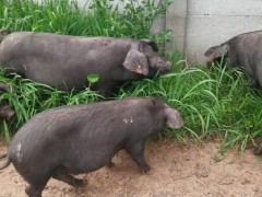东北民猪 生态黑猪养殖基地