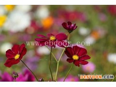 万寿菊花种厂家直销-文山万寿菊花种-二月蓝园林绿化菊出售