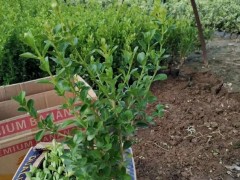 青岛瓜子黄杨-想买品种好的瓜子黄杨上哪