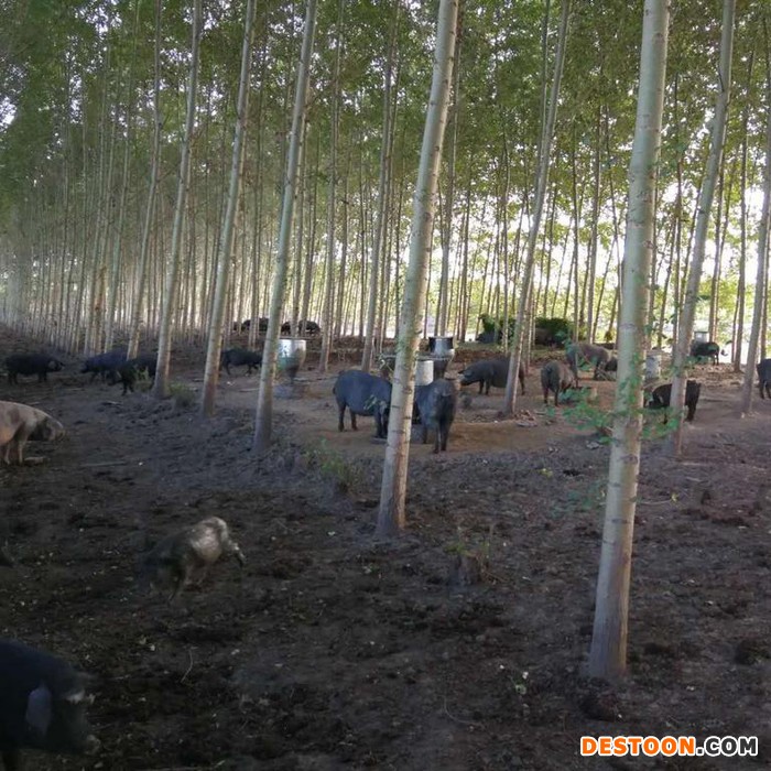 东北民猪 生态黑猪厂家