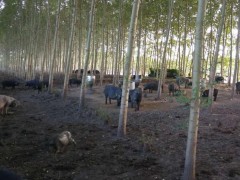 东北民猪 生态黑猪厂家