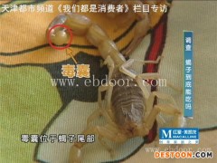 山东哪里有人工养殖蝎子基地信息推荐