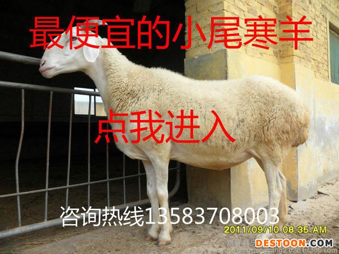 小尾寒羊 小尾寒羊养殖 纯种小尾寒羊 小尾寒羊价格