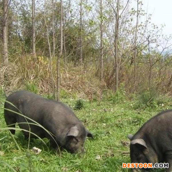 【承德特产】生态黑猪肉 生态黑猪肉厂家  生态黑猪肉价格  生态黑猪肉批发 优质生态黑猪肉