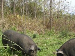 【承德特产】生态黑猪肉 生态黑猪肉厂家  生态黑猪肉价格  生态黑猪肉批发 优质生态黑猪肉