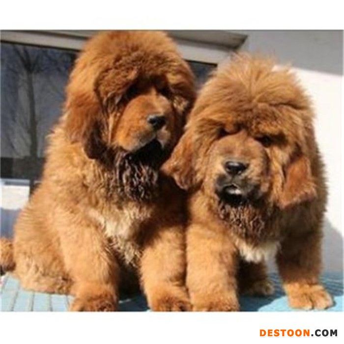 恒发 藏獒活体 狮王红色藏獒幼犬 宠物 厂家直销 价格面议