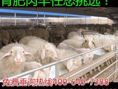 小尾寒羊 优质小尾寒羊羔羊 纯种小尾寒羊价格