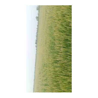 [供]吉粳816二代，抗倒伏，产量高。口感好米子好。