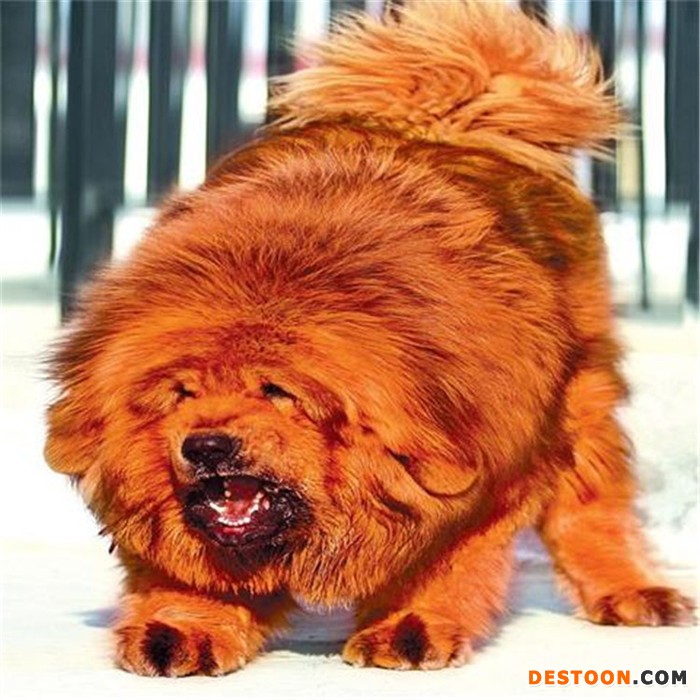 恒发 藏獒活体 纯种巨型藏獒活体 宠物 放心购买 价格面议