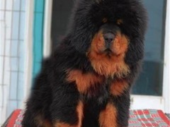 恒发 活体热销红色藏獒 藏獒活体 宠物 放心购买 价格面议