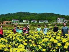 茶山菊园花似海