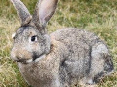 德利牧业  肉兔 肉兔 批发