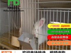 今日肉兔价格什么价位、德国巨型肉兔、鸿博兔业