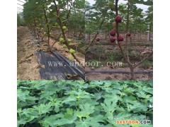 无花果苗木价格-小叶(在线咨询)-浙江无花果苗