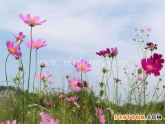 丽江万寿菊花种-万寿菊花种厂家批发-二月蓝农业(推荐商家)