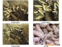 林下天麻种植-山东长程天麻种植基地-重庆天麻种植