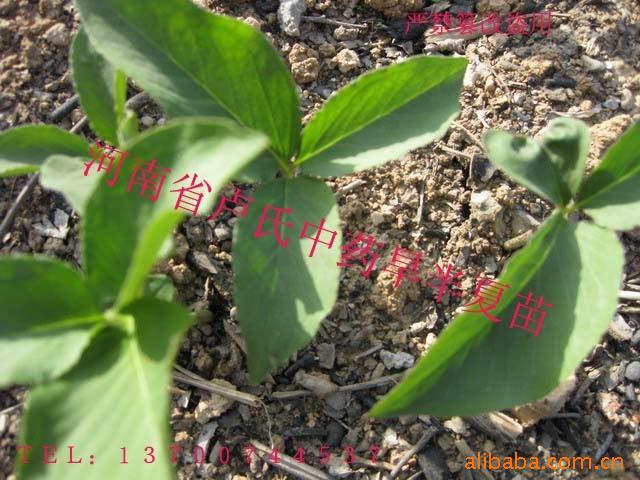中药材种子种苗产地直供旱半夏优质种子