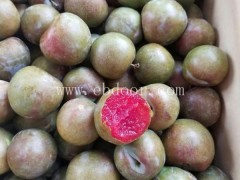 永丰种植品种齐全-2年苗美国杏李恐龙蛋树苗批发