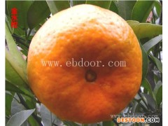 柑橘树苗的栽培-恩施柑橘树苗-苗木供应(查看)