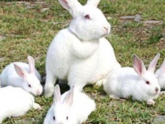 德利牧业  獭兔批发 种兔 兔苗 基地