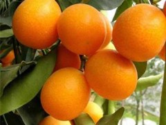 盆栽金桔种植与管理