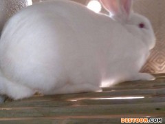 山东威海獭兔 美系獭兔 比利时野兔 安哥拉长毛兔价格