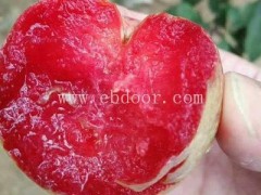 亿然苗木根系发达-哪里有美国杏李恐龙蛋