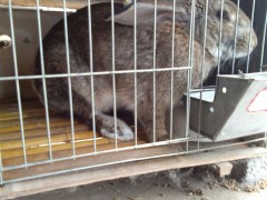 河南种兔  美系 獭兔 比利时野兔 安哥拉 长毛兔 獭兔价格