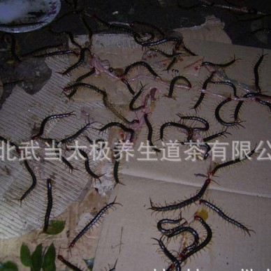 大量供应优质蜈蚣种苗 活体蜈蚣 金头蜈蚣种 免费提供技术指导