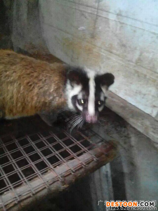 供应大量果子狸 种苗零售 果子狸种苗