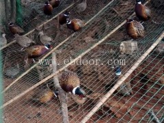 妙林农业(图)-云南野鸡苗批发价-云南野鸡苗